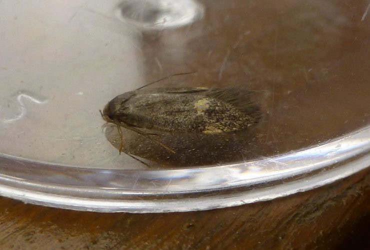 Borkhausenia minutella 