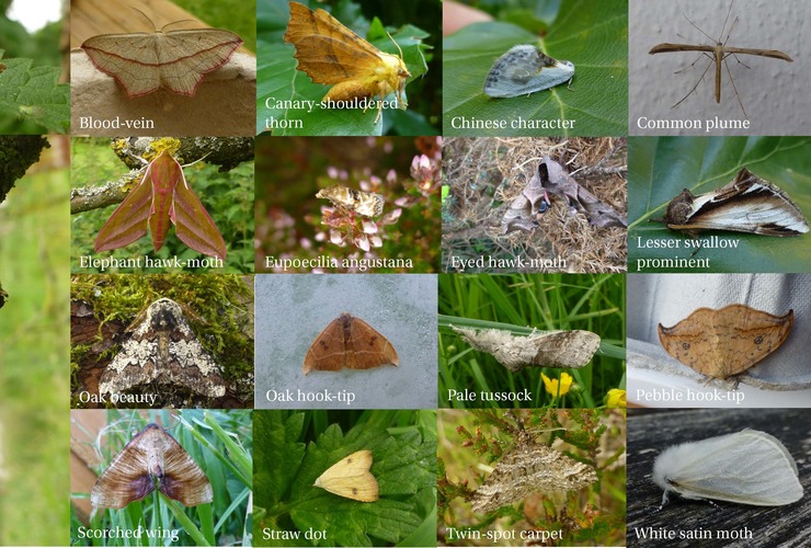 Tom moth pics