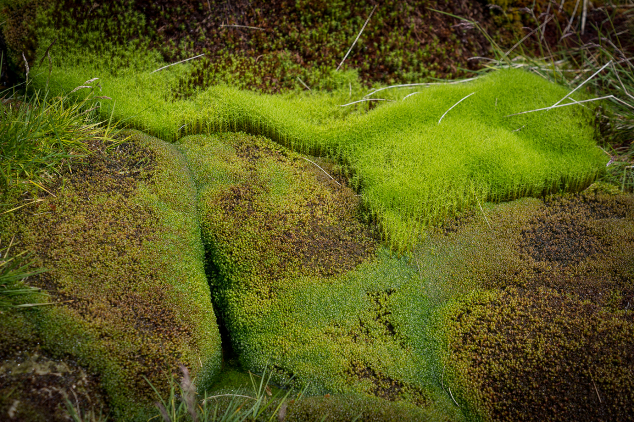 Mossy rocks - David Lintern