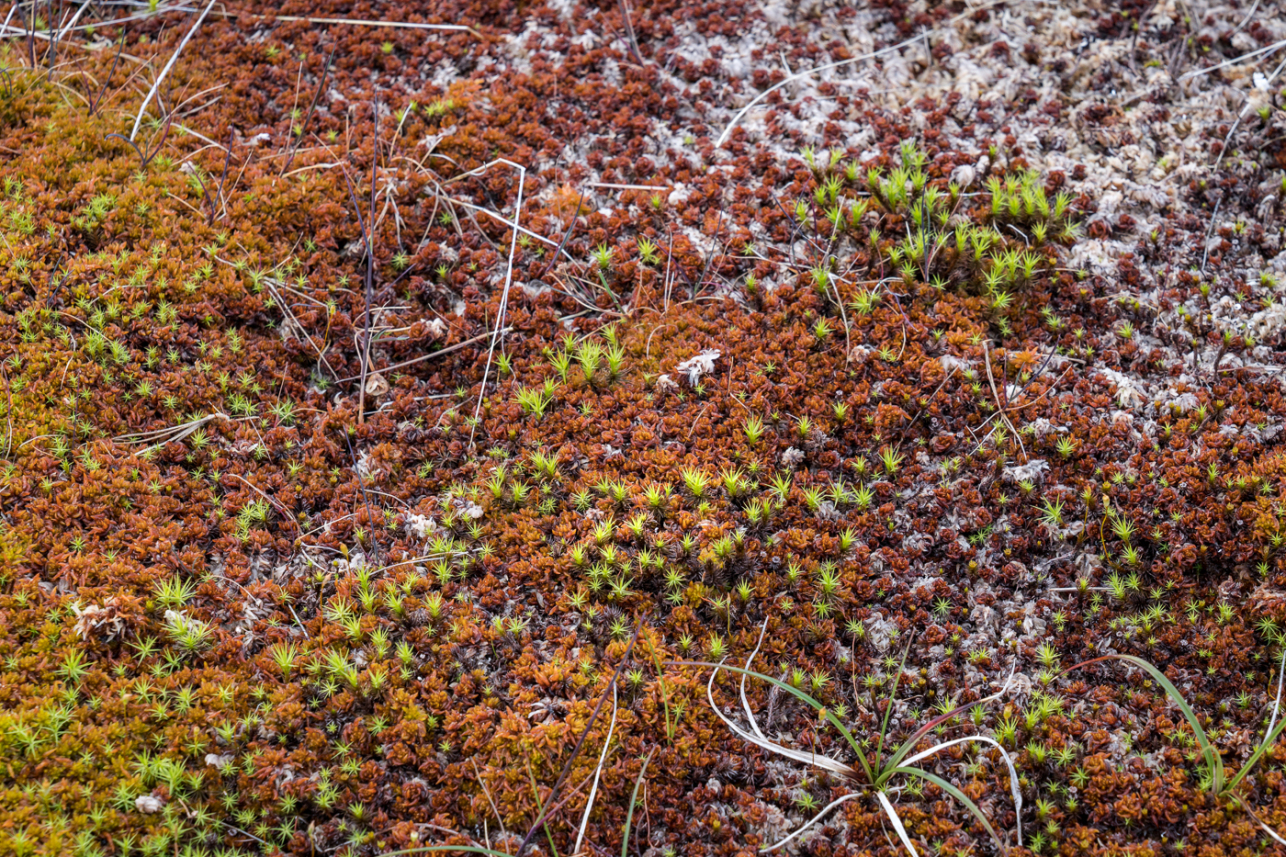 Purple mosses - David Lintern