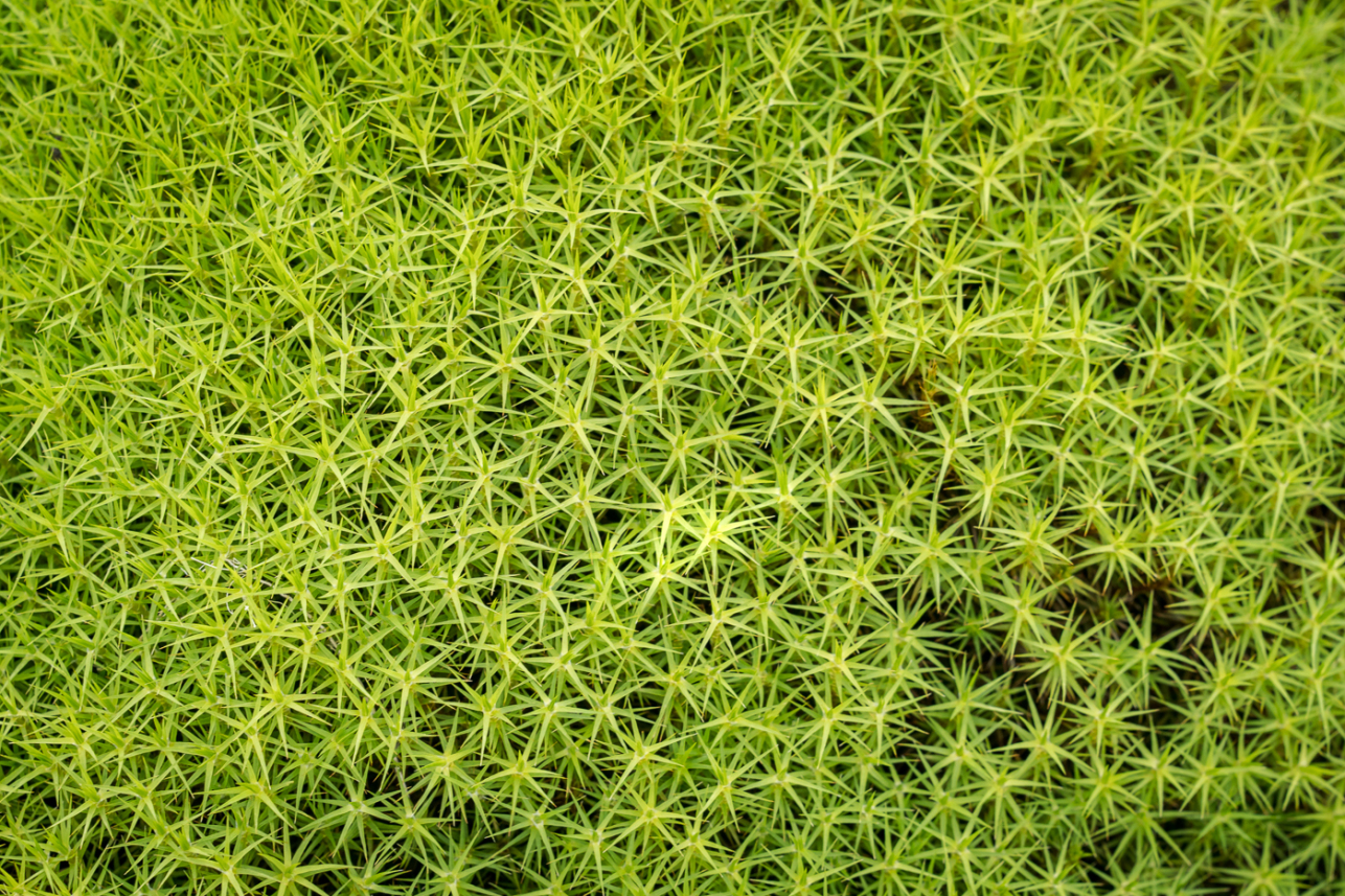 Green star moss - David Lintern