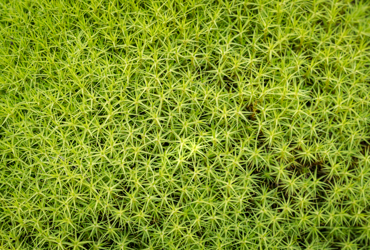 Green star moss - David Lintern