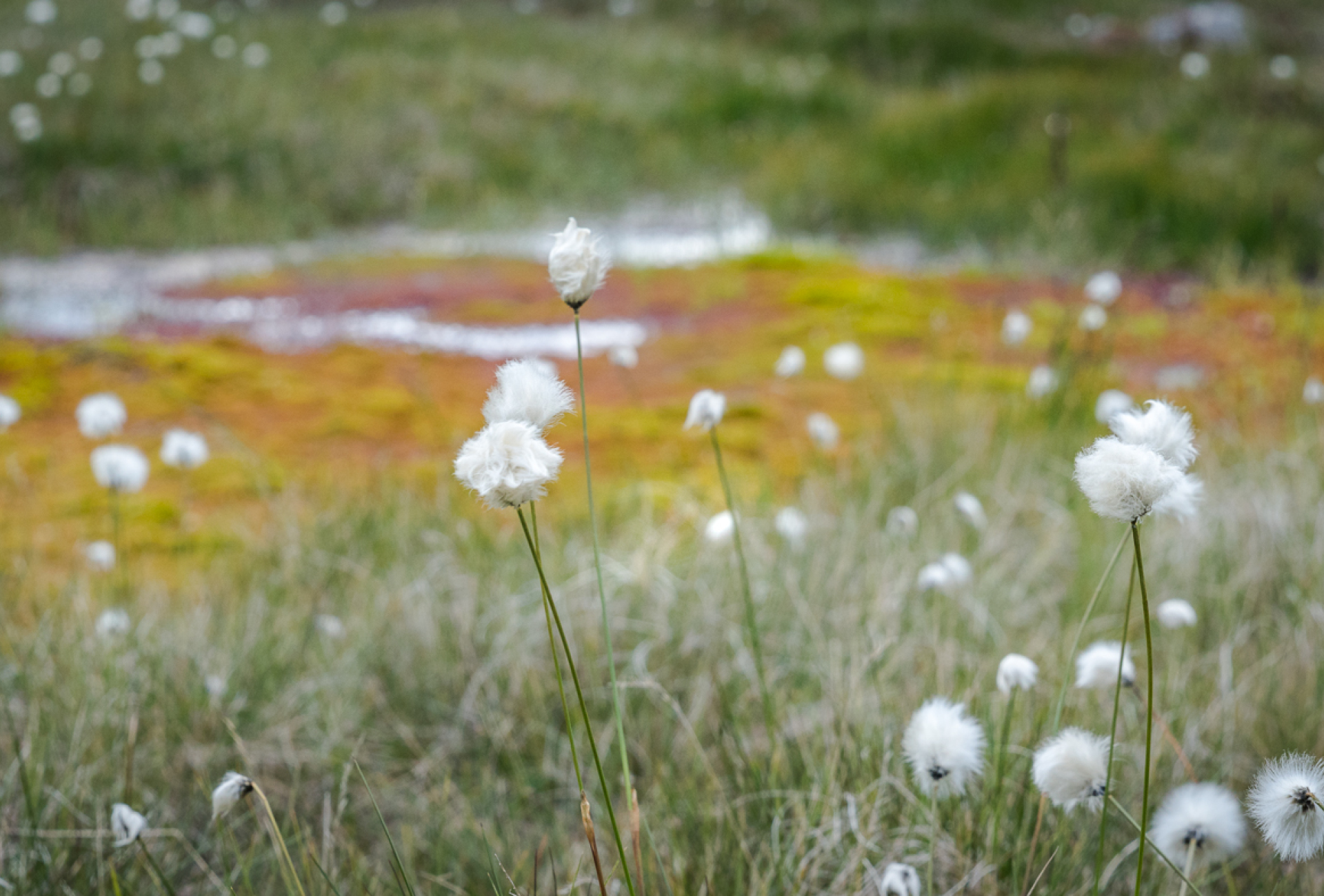 Cotton flowers - David Lintern