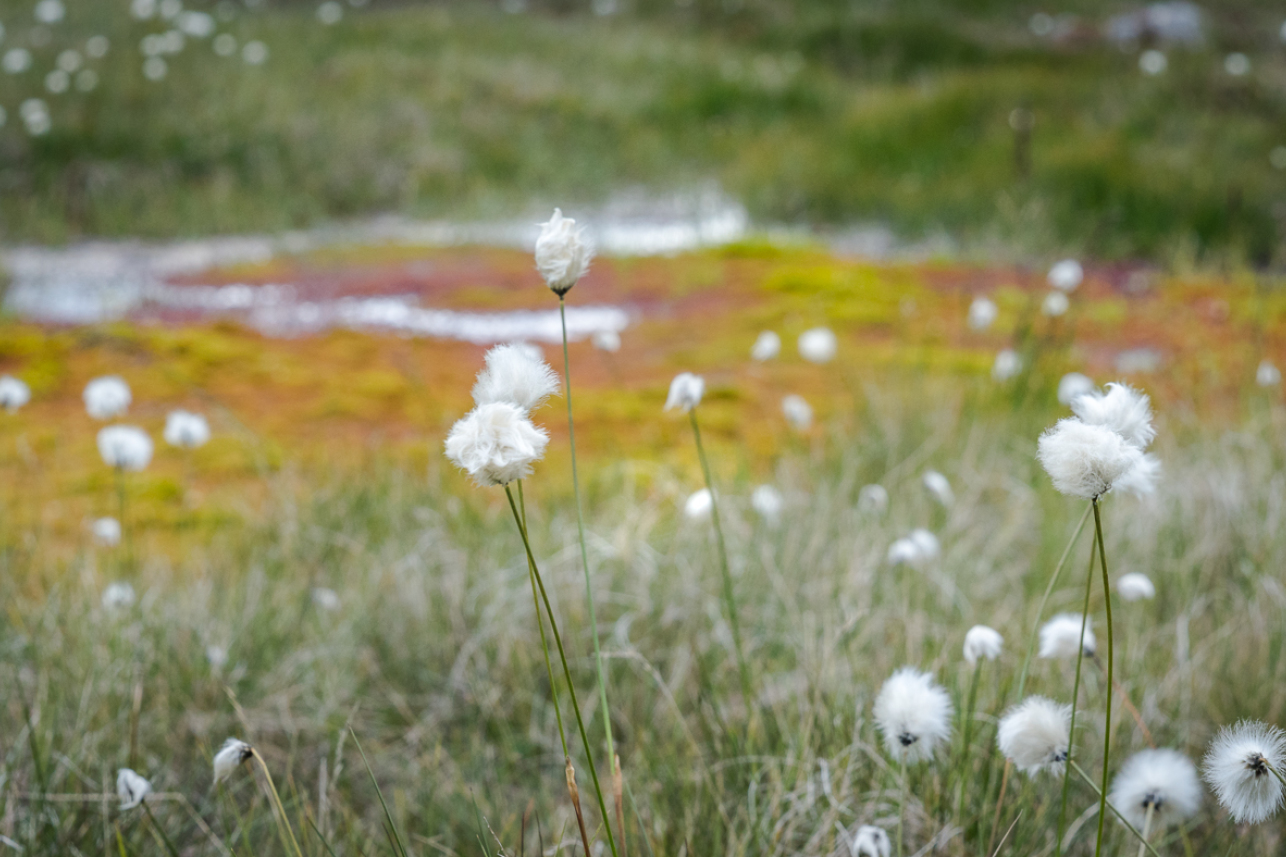 Cotton flowers - David Lintern