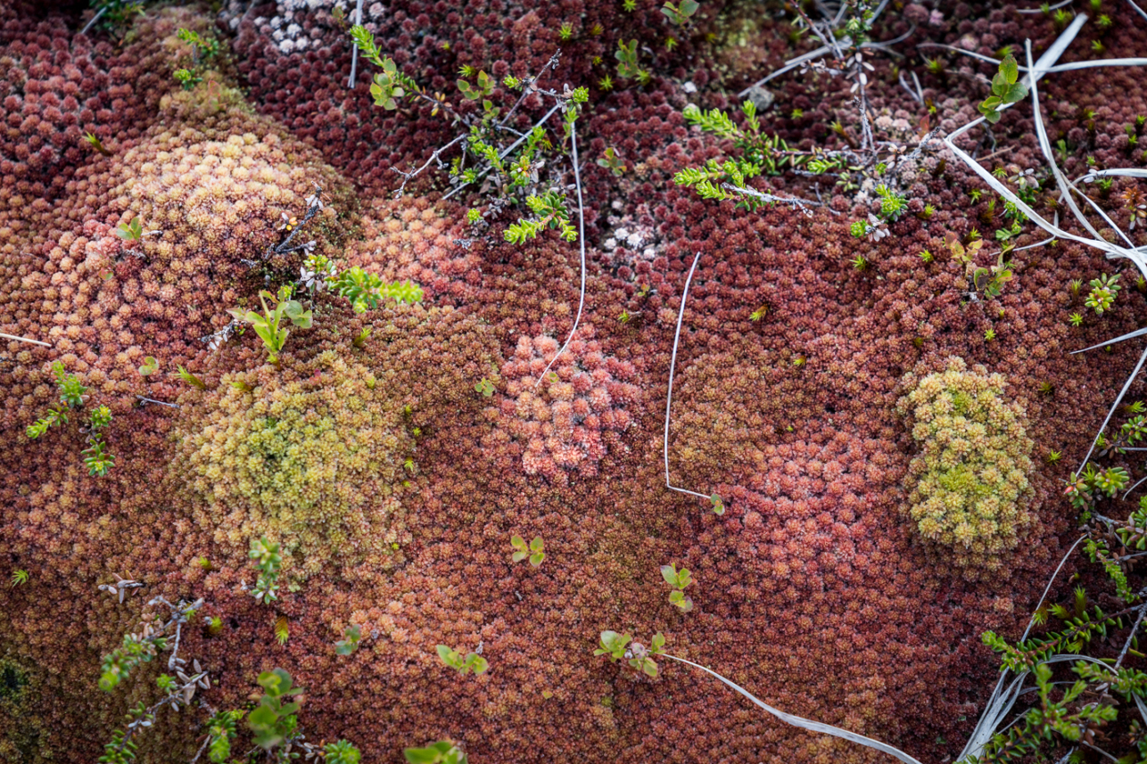 Red moss - David Lintern