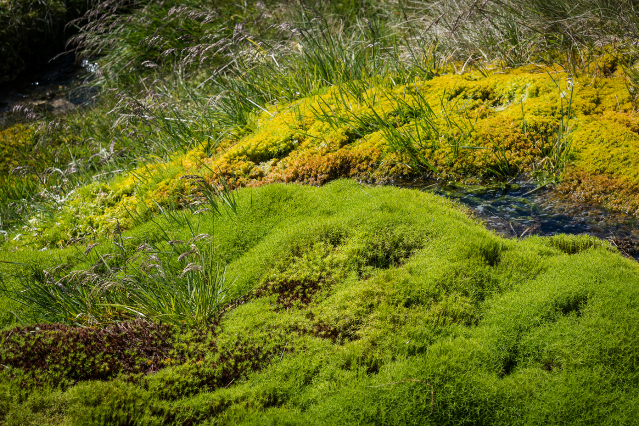 Moss 1 - David Lintern