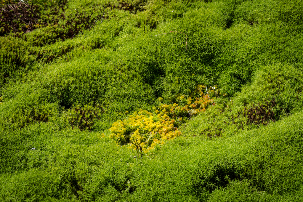 Moss 2 - David Lintern