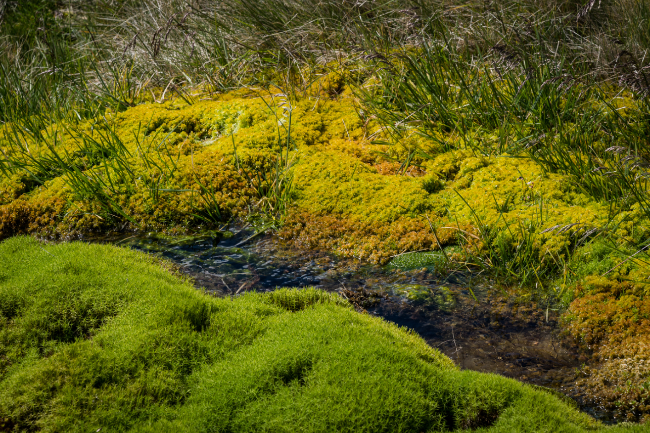 Moss 3 - David Lintern