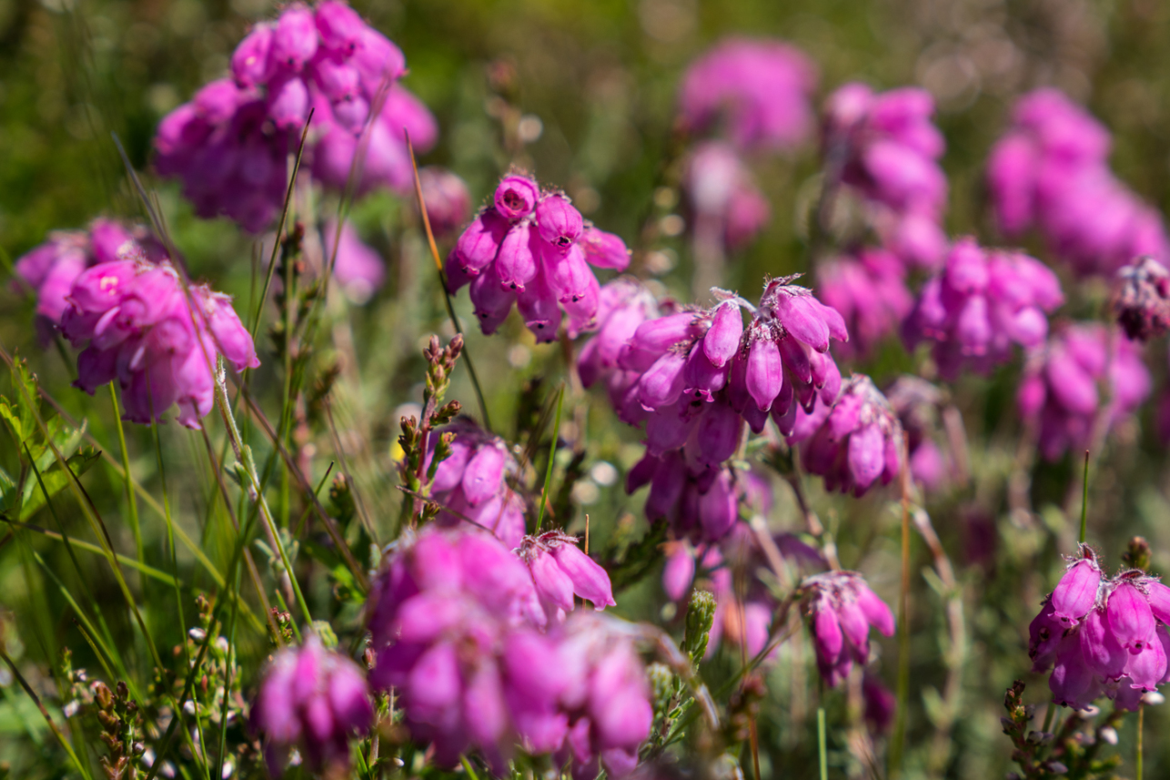 Pink flowers - David Lintern