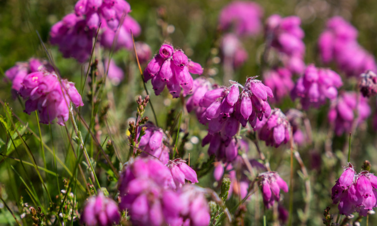 Pink flowers - David Lintern