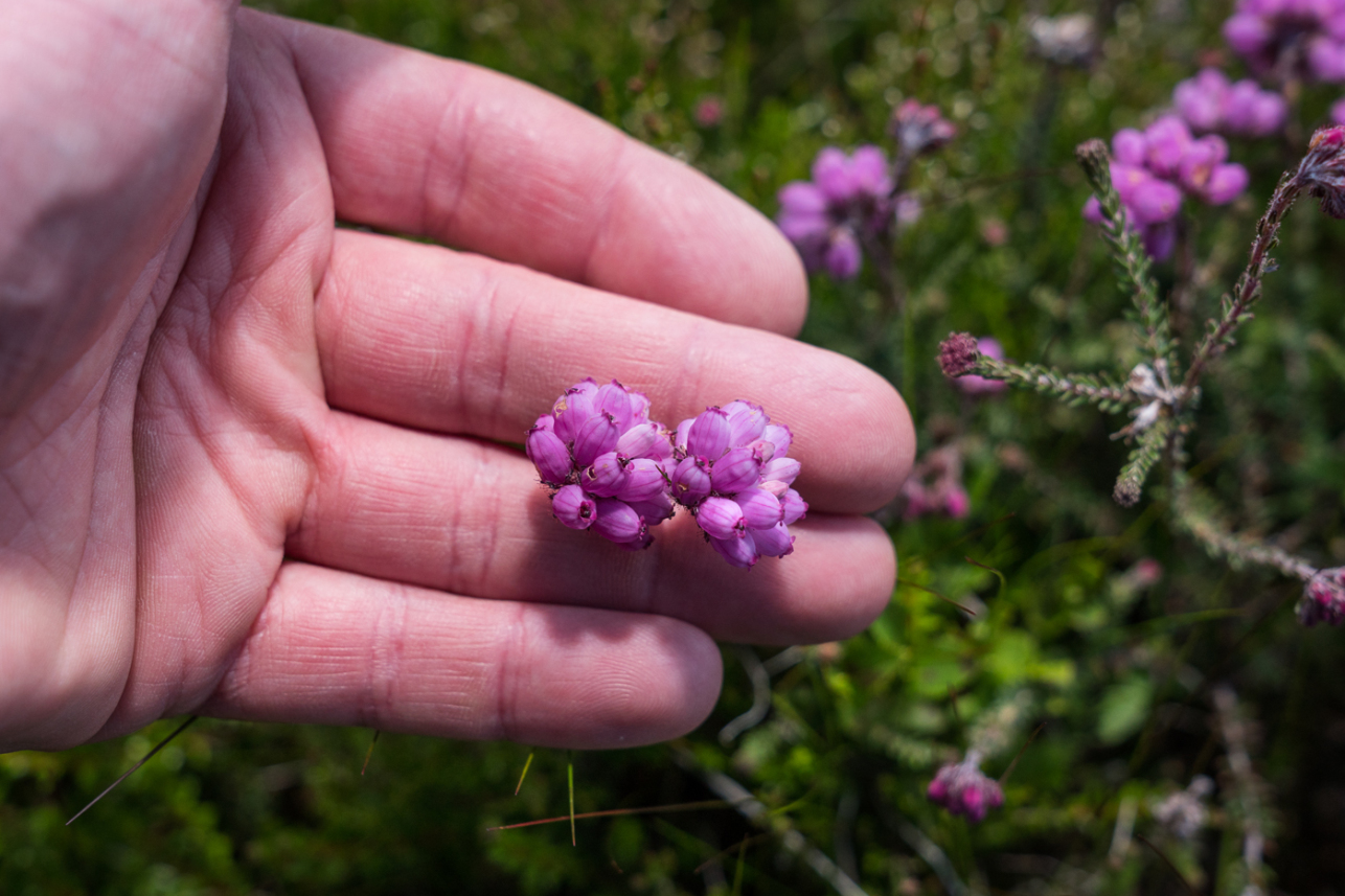 Hand and flowers - David Lintern