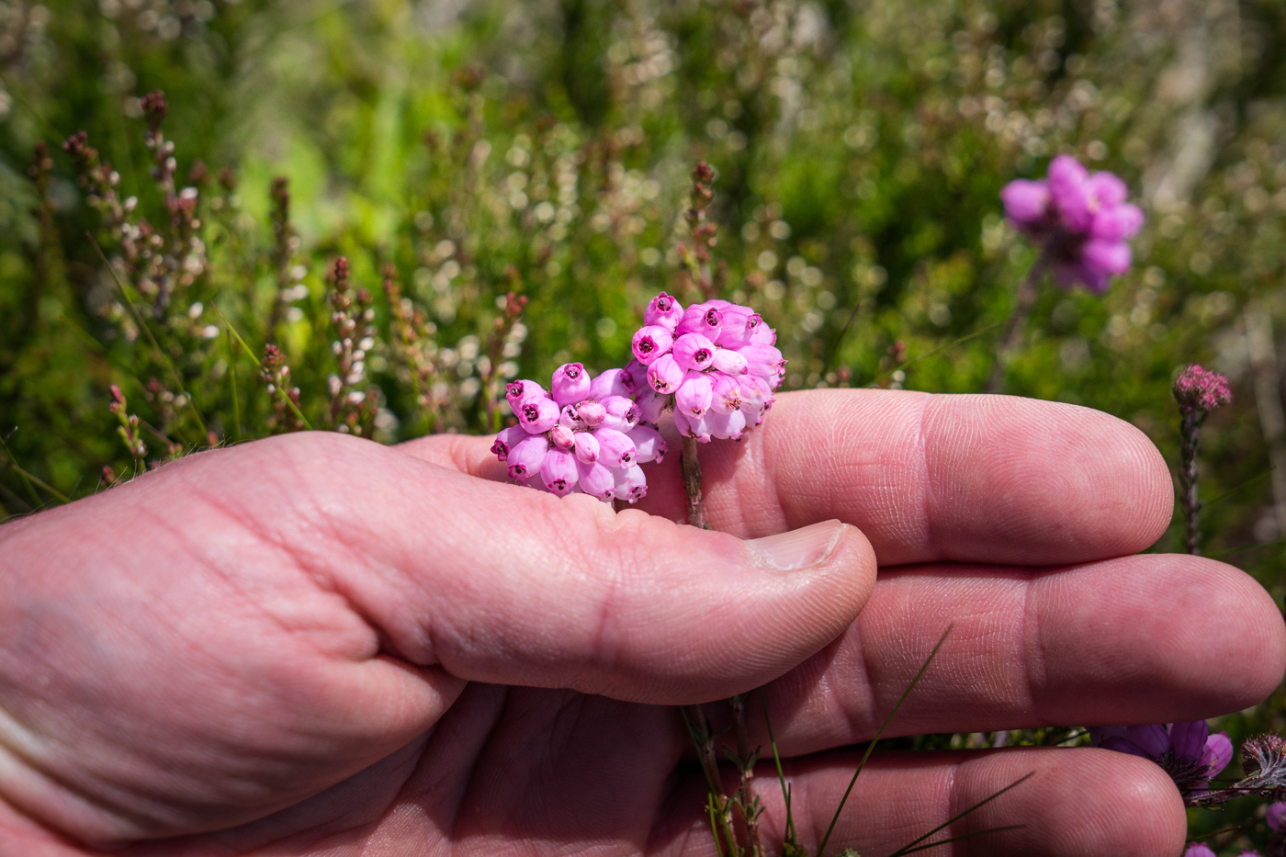 Hand with flowers - David Lintern