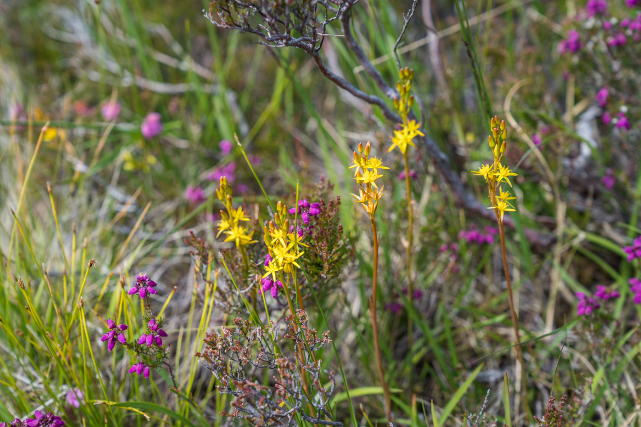 Wildflowers - David Lintern