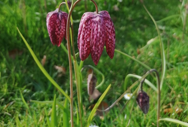 fritillary spring Toby Clark 