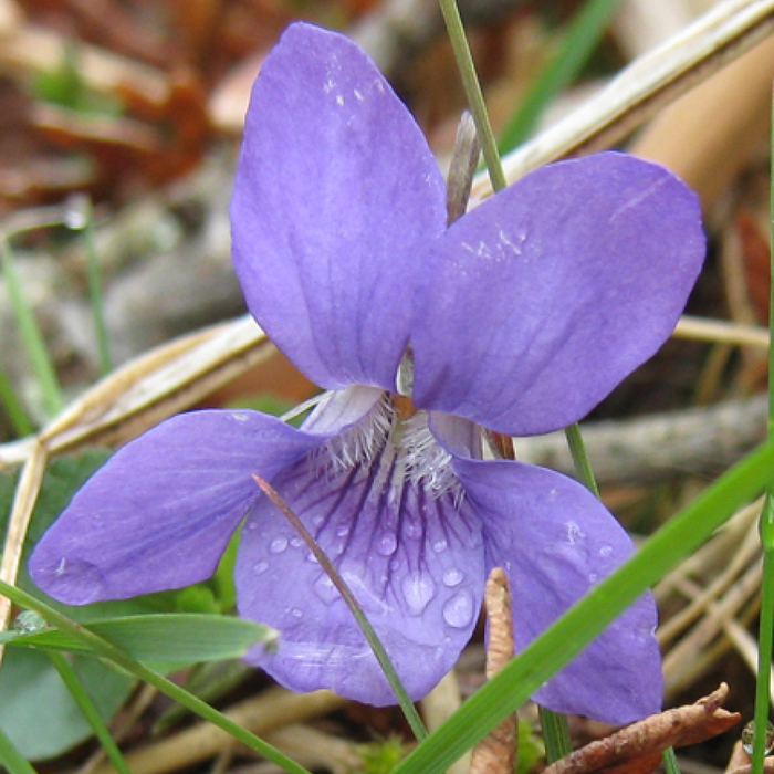 Liz Auty Violet