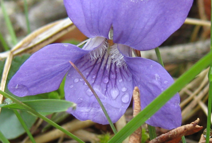 Liz Auty Violet