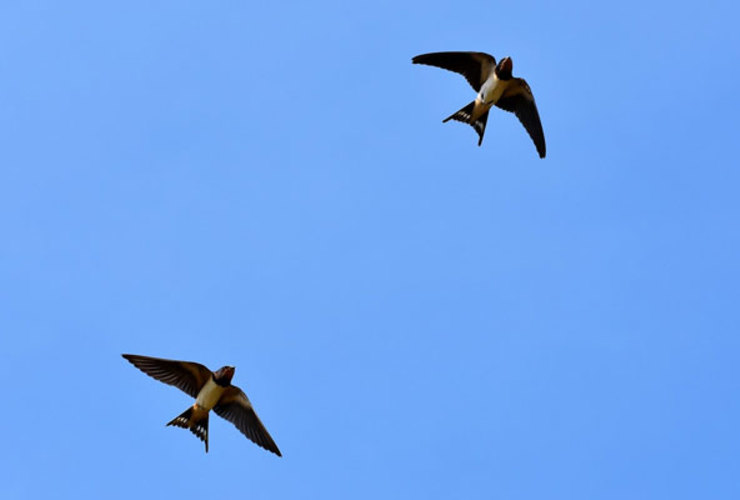 Swallows pixabay
