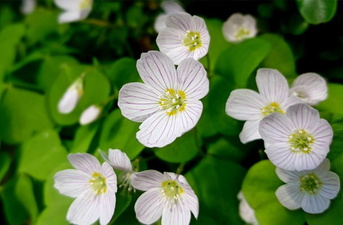 Wood sorrel
