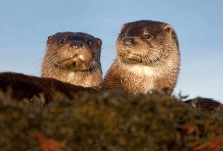 Otter original
