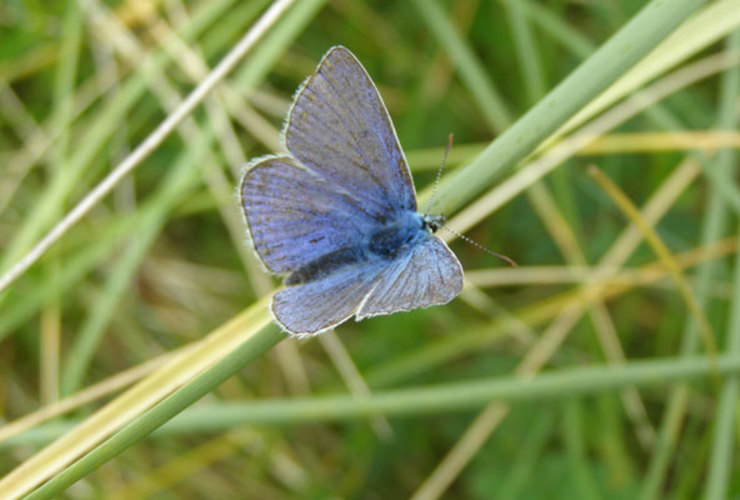 Common blue