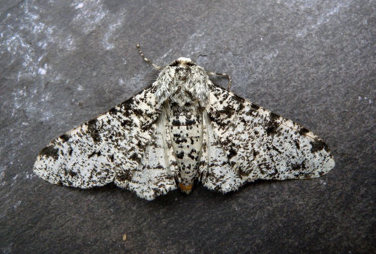 Peppered moth