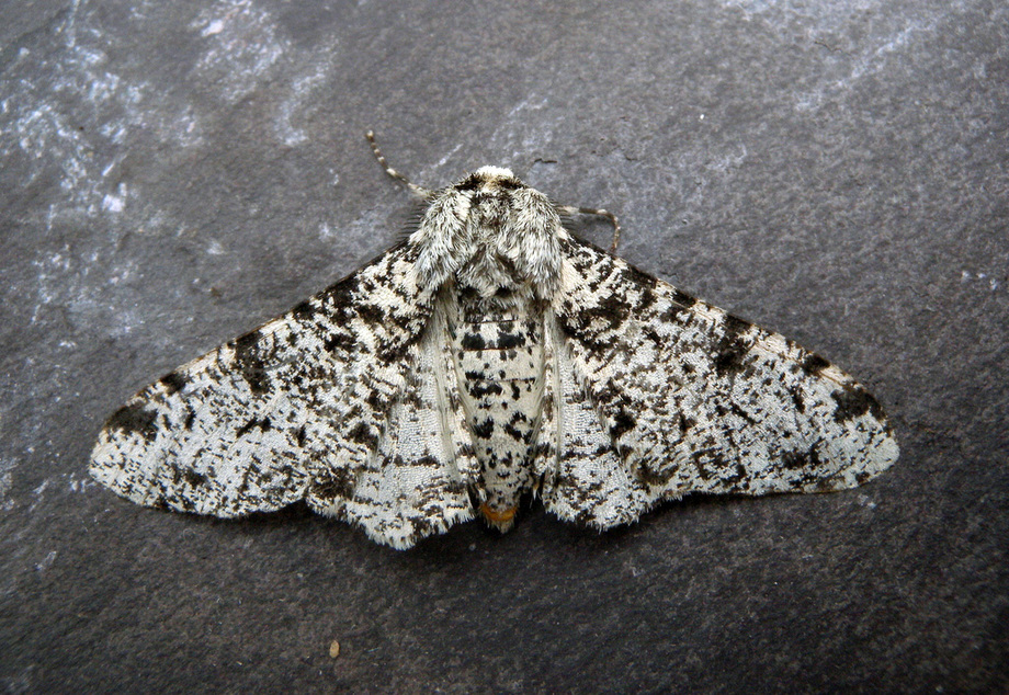 Field Notes A Beginner S Guide To Moths