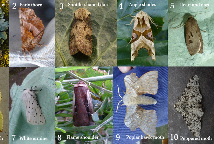Tom's top 10 moths for May