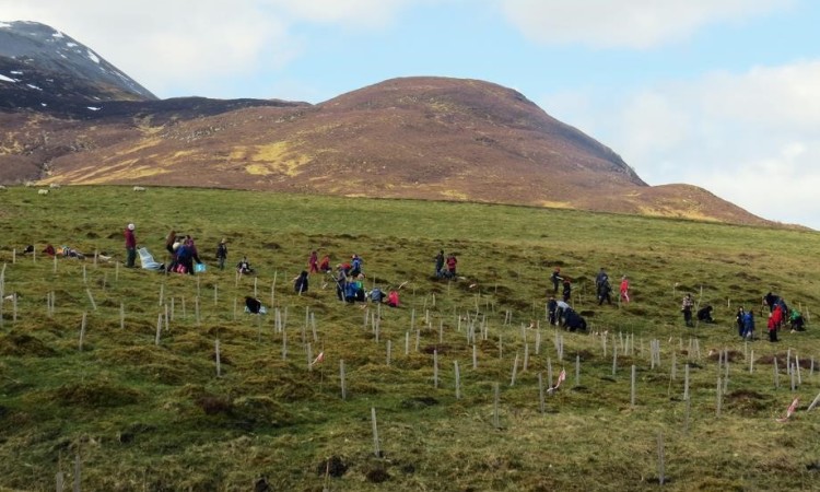 Tree planting at Schiehallion