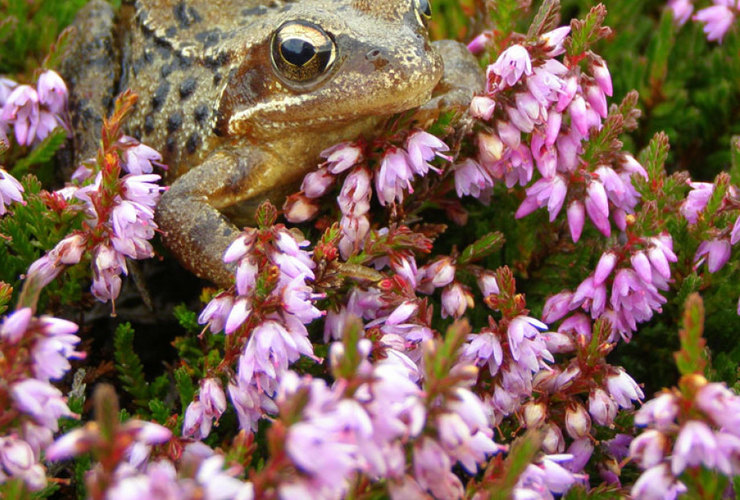 Frog