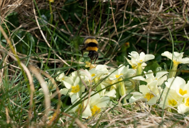 Sandwood Almanac - bee