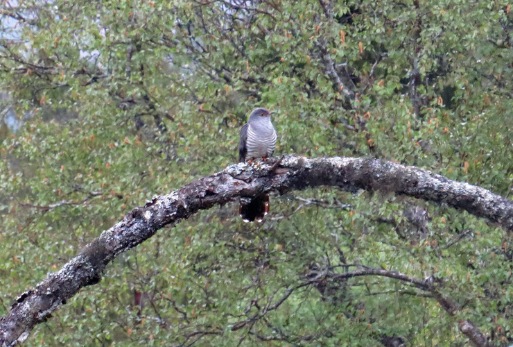 Cuckoo - Liz Auty