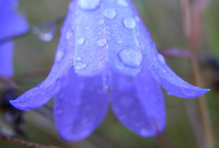 Harebell - Fran Lockhart