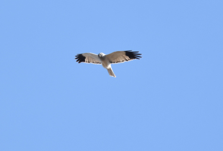 Langholm - Hen Harrier - Kevin Cumming
