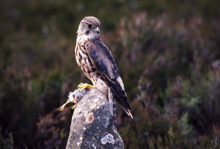 Merlin by Steve Taylor