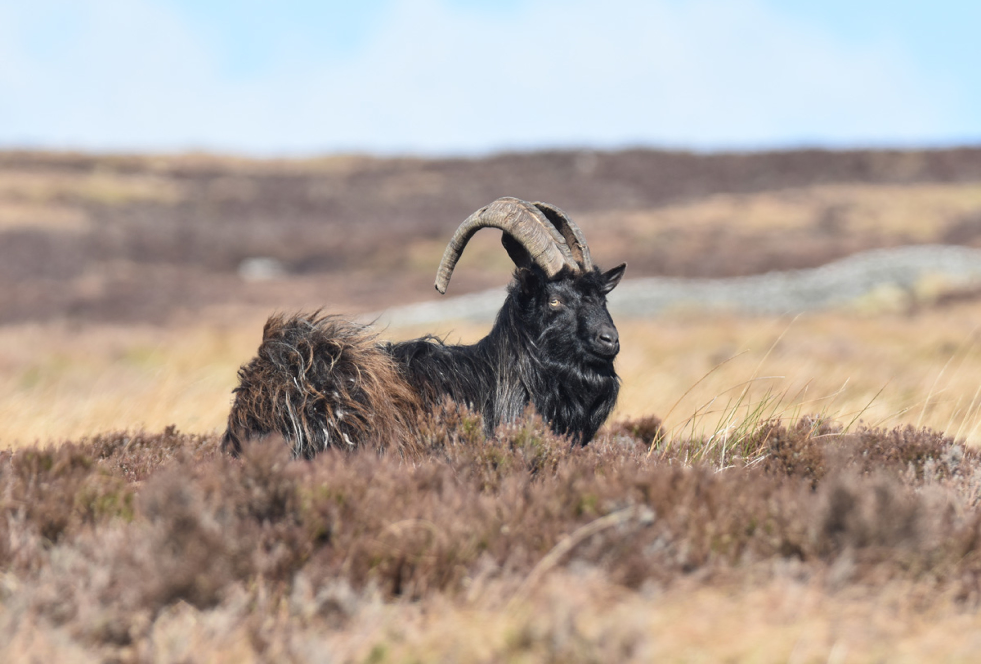 Langholm - Wild goat by Kevin Cumming
