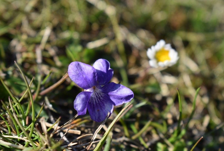 Sandwood Almanac - Violet and Bee