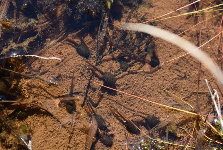 Sandwood Almanac - tadpole