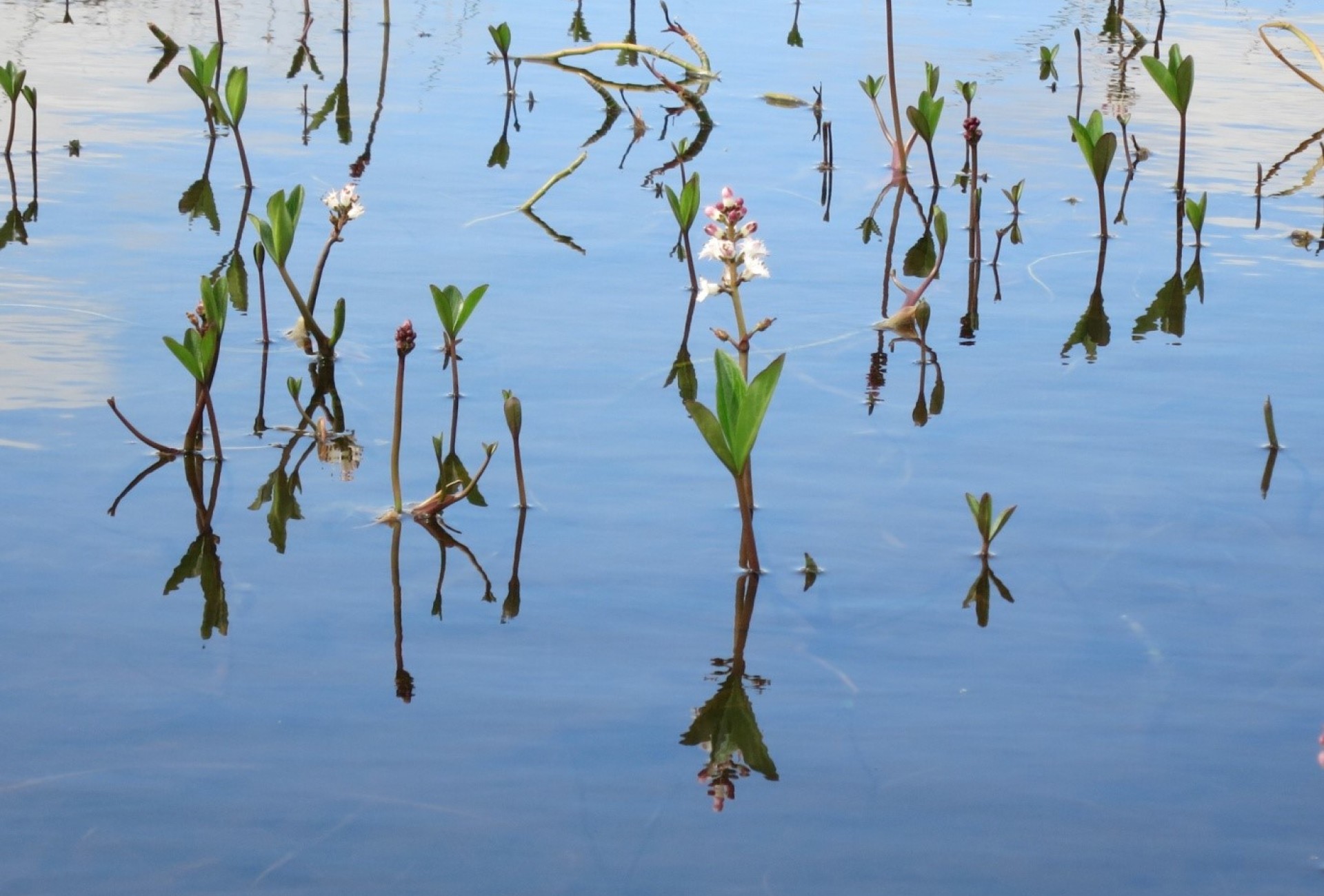 Sandwood Almanac - bog bean