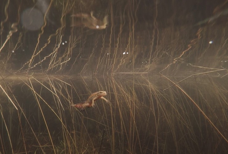 Sandwood Almanac - newt