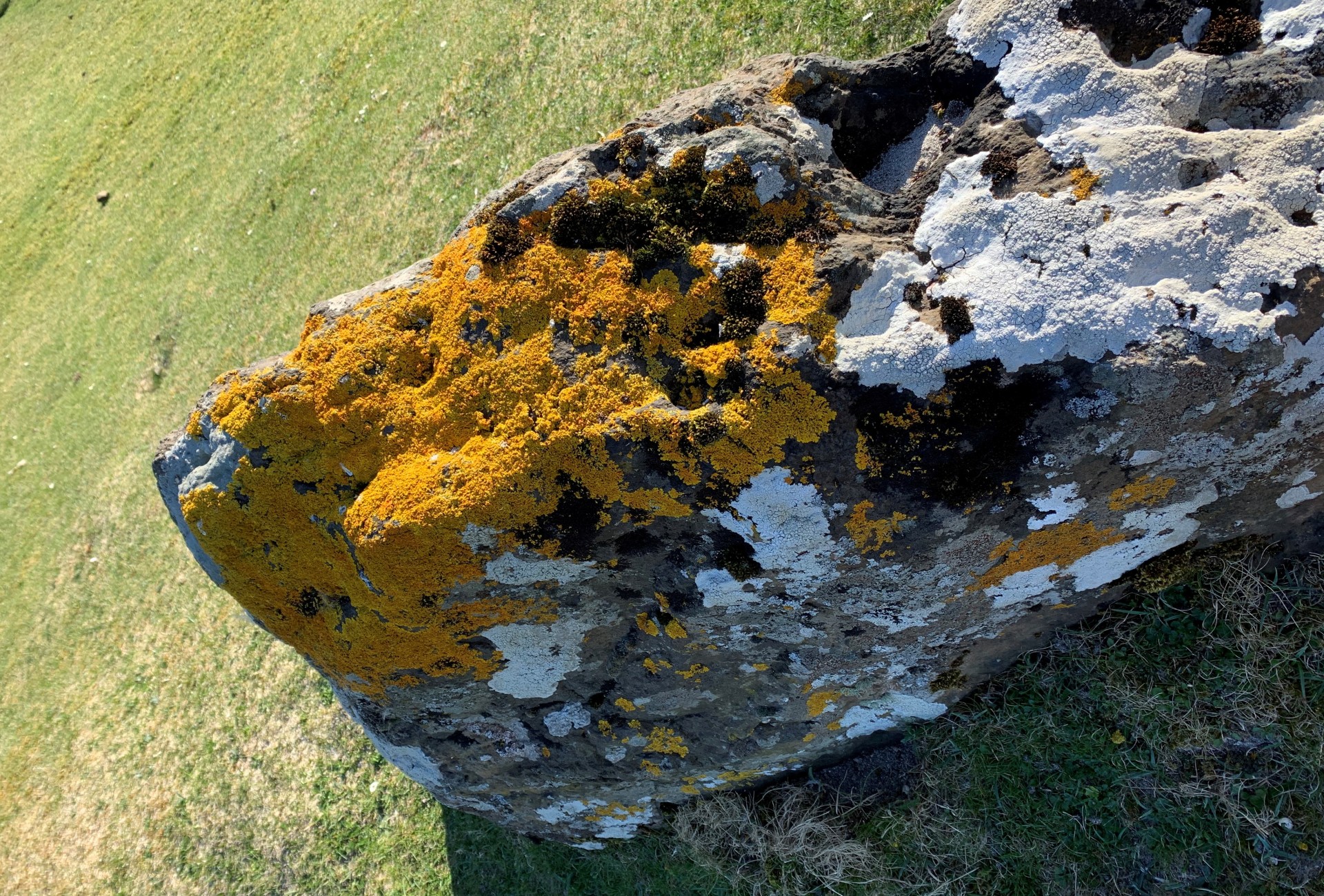 Xanthoria