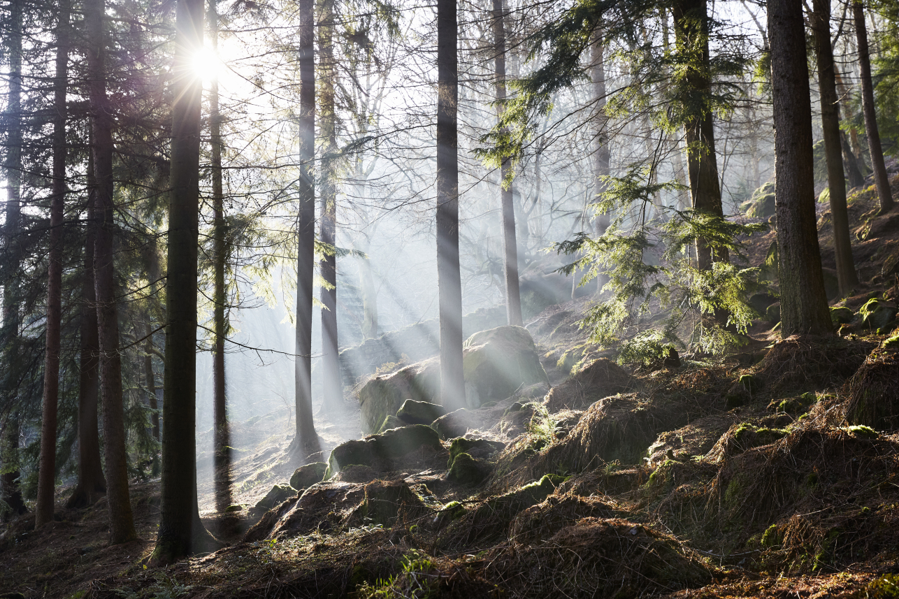 Trees in Yorkshire - Benjamin Statham