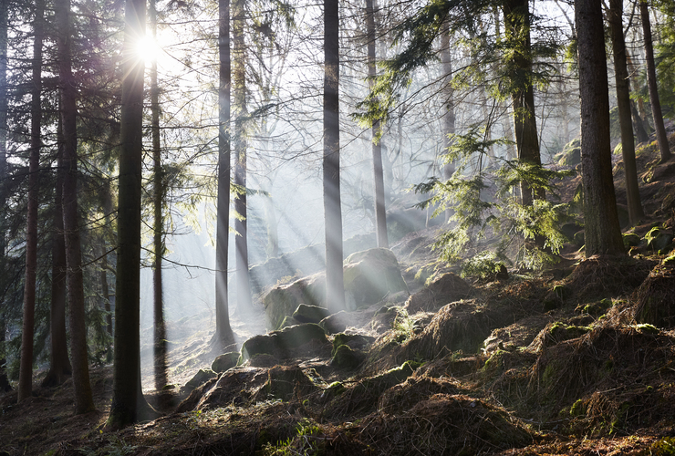 Trees in Yorkshire - Benjamin Statham