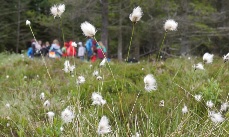 Group in meadow - Janet Macsween
