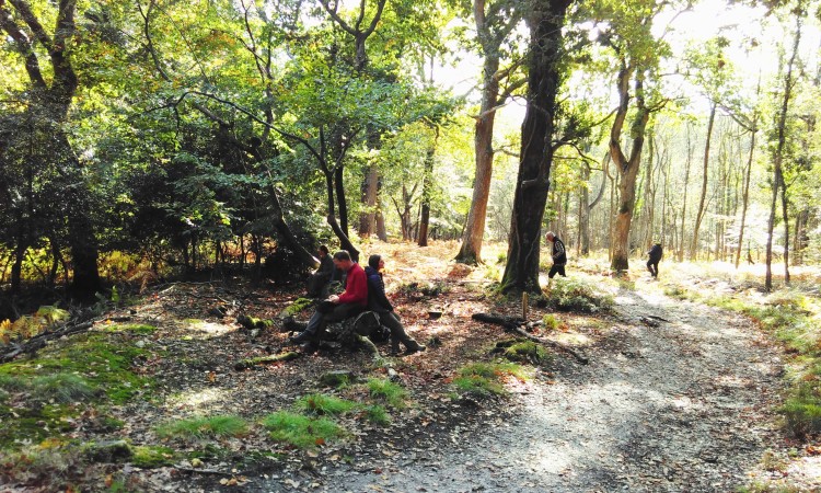 Woodland mindfulness - Coralie Hopwood