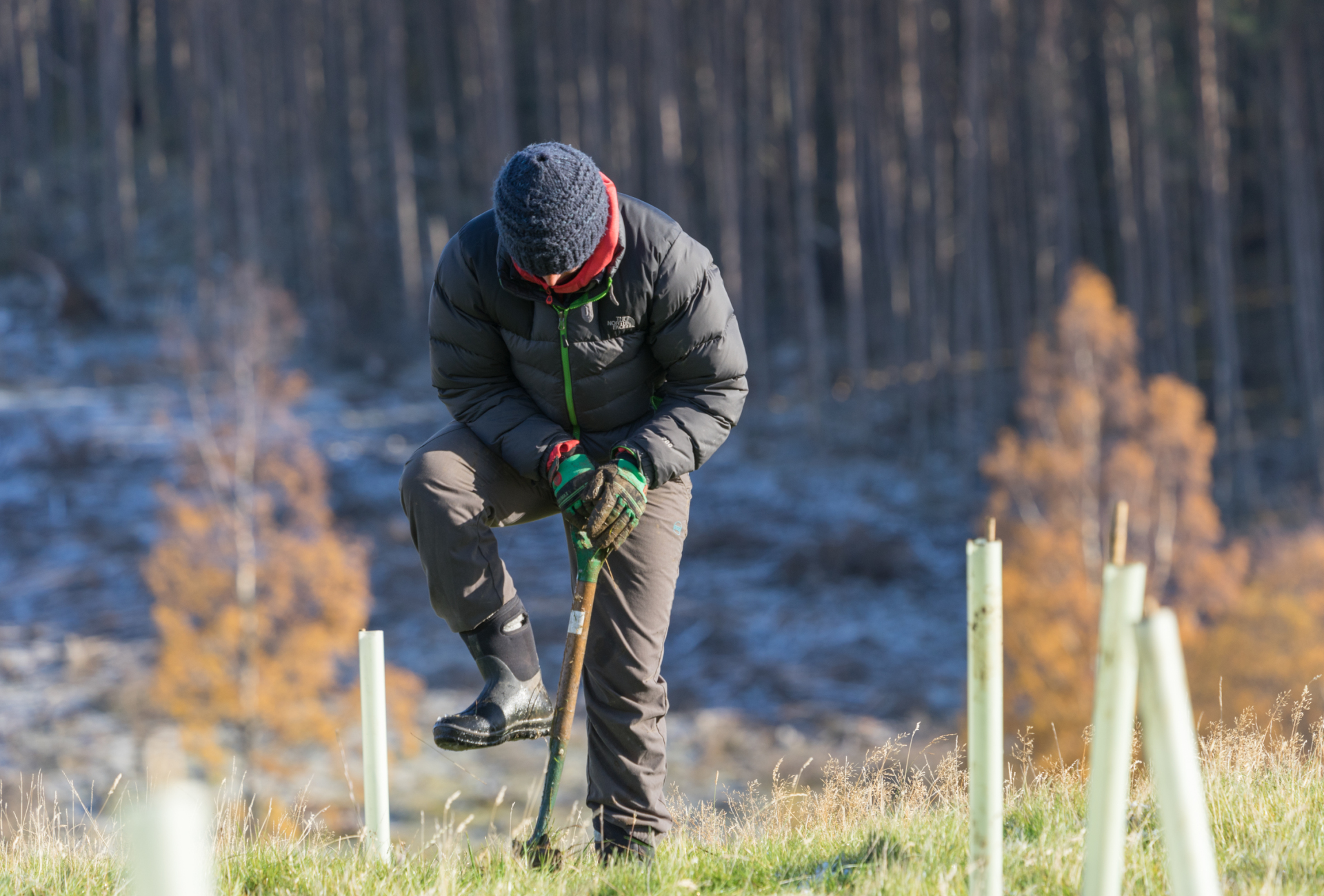 Tree planting - Cat Burton