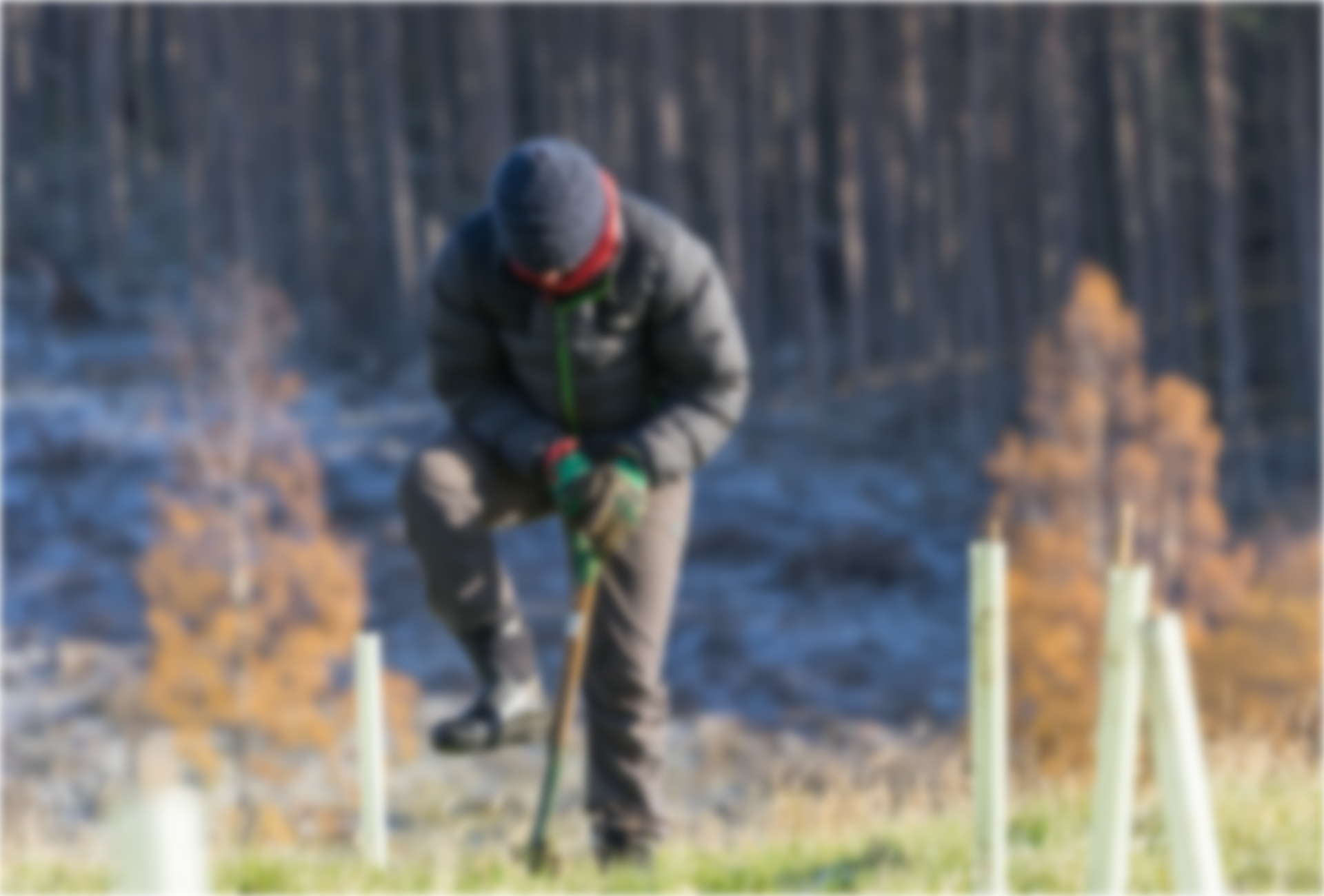 Tree planting - Cat Burton