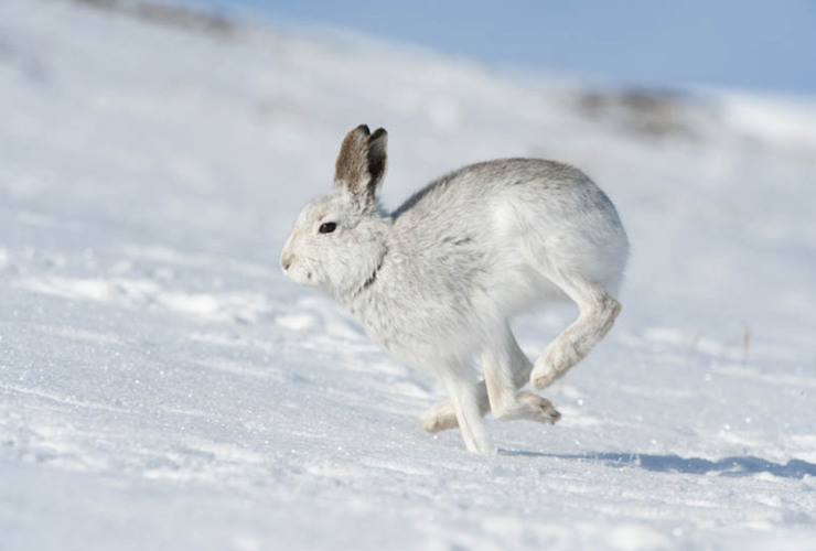Mark Hamblin Mountain Hare