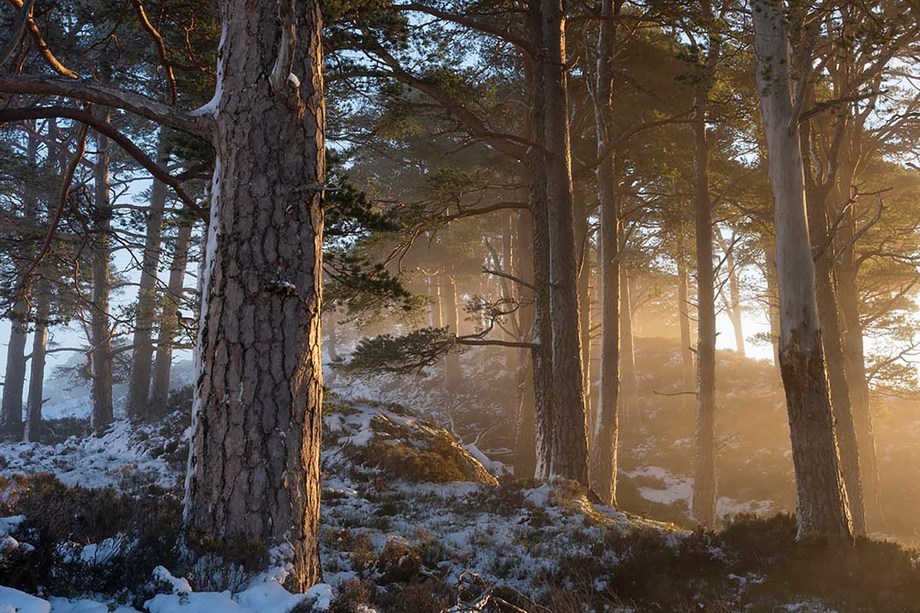 2020 Kenneth Muir Scots pine in snow