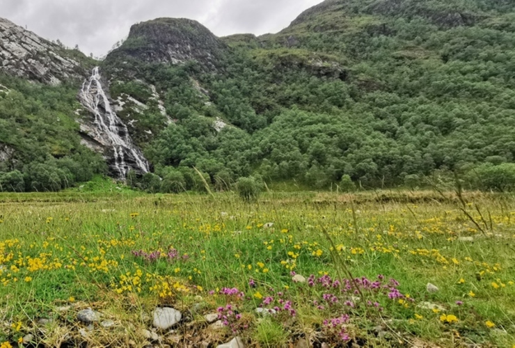 Wildflowers near Steall Gorge - Nevis