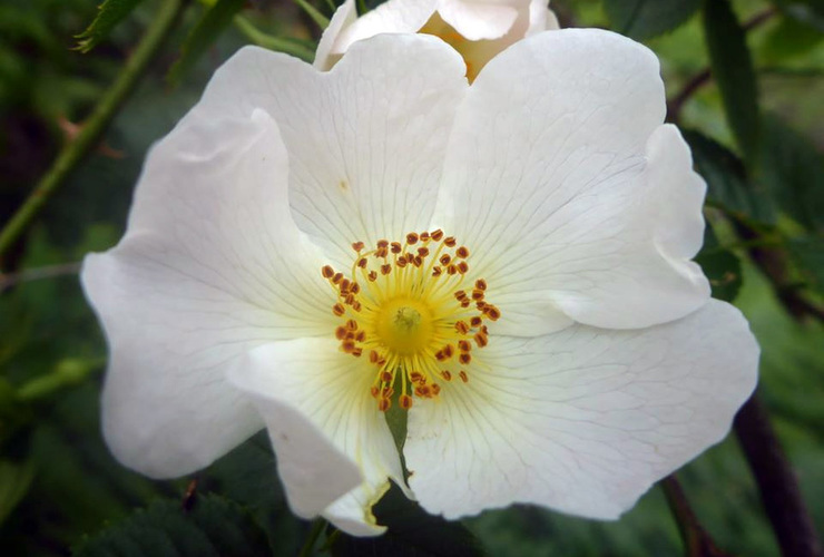 Quinag dog-rose